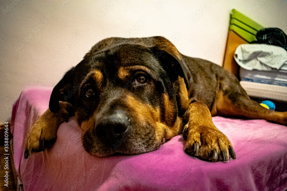 Dog - Boss Mi perro es un cruce de rottweiler y boxer, es mi bueno foto de  Stock | Adobe Stock