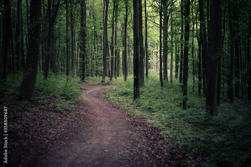 path in the woods