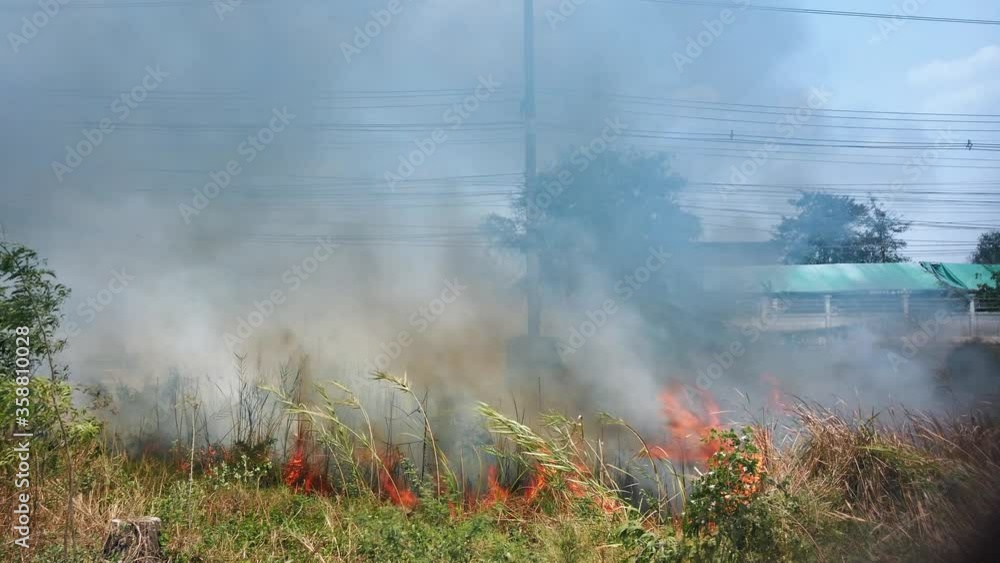 Bushfire near road in national park. Climate change crisis. Dry vegetation fire in dry season. Fotage 4k Bushfire near road in national park. Climate change crisis. Dry vegetation fire in dry season. Fotage 4k