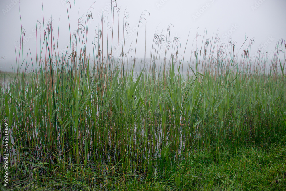 image of fog, view of the lake with white fog, reed contours in the foreground, blurred misty lake background image of fog, view of the lake with white fog, reed contours in the foreground, blurred misty lake background