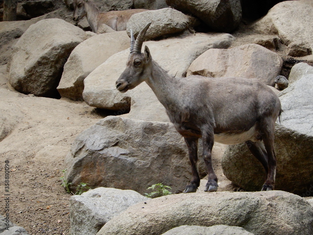 mountain goat on the rock mountain goat on the rock