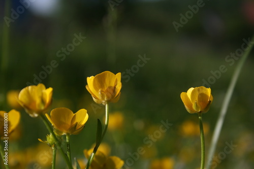 little colourful flowers in the garden