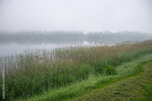 image of fog, view of the lake with white fog, reed contours in the foreground, blurred misty lake background
