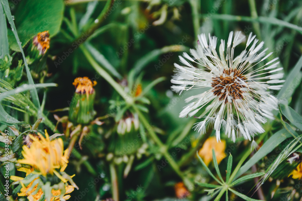 Beautiful white dandelion on a lawn Beautiful white dandelion on a lawn