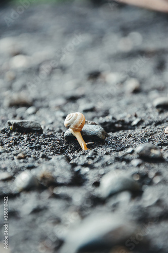 Snail on the stone