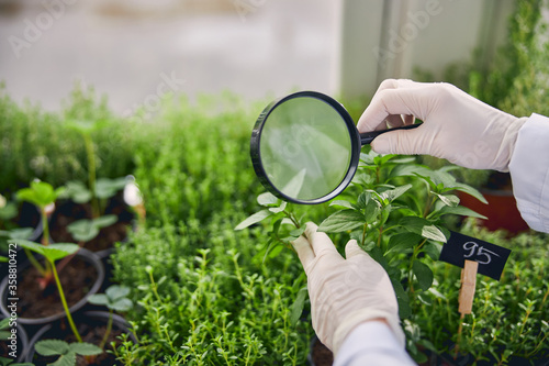 Biological scientist studying the leaves of plants