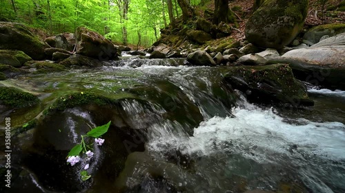 Low angle video with a fast flowing mountain stream in the spring forest