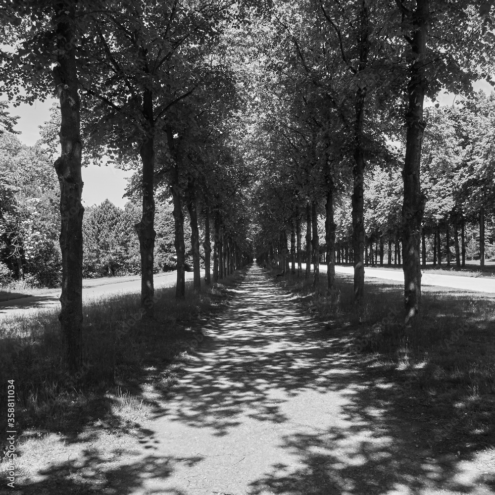 Long strict straight alleys of trees with a gravel path that reaches the vanishing point on the horizon, black and white Long strict straight alleys of trees with a gravel path that reaches the vanishing point on the horizon, black and white