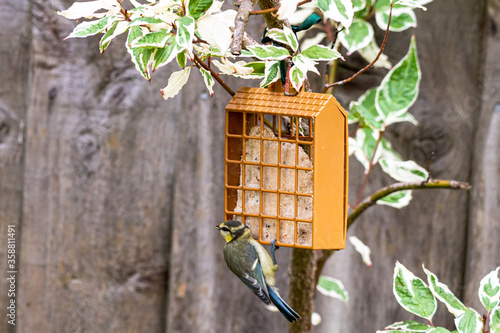 Juvenile bluetit perched on a garden suet feeder