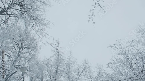 Wallpaper Mural Walking in winter city park. Slow motion of falling snow against sky and winter park. Look up View in winte background. Snowing dream, POV through tops of trees Torontodigital.ca