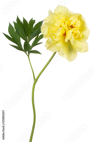 peony flower isolated