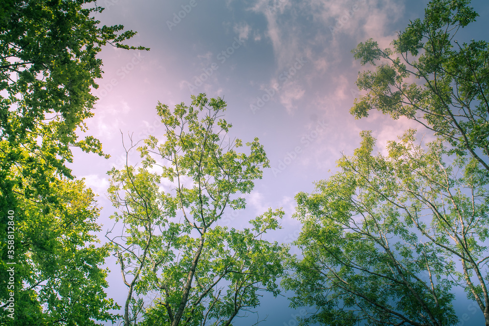Sunlit Tree Canopy dappled with golden light and blue sky UK Sunlit Tree Canopy dappled with golden light and blue sky UK