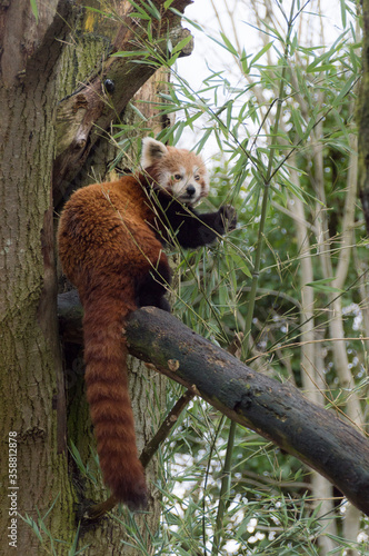 red panda bear