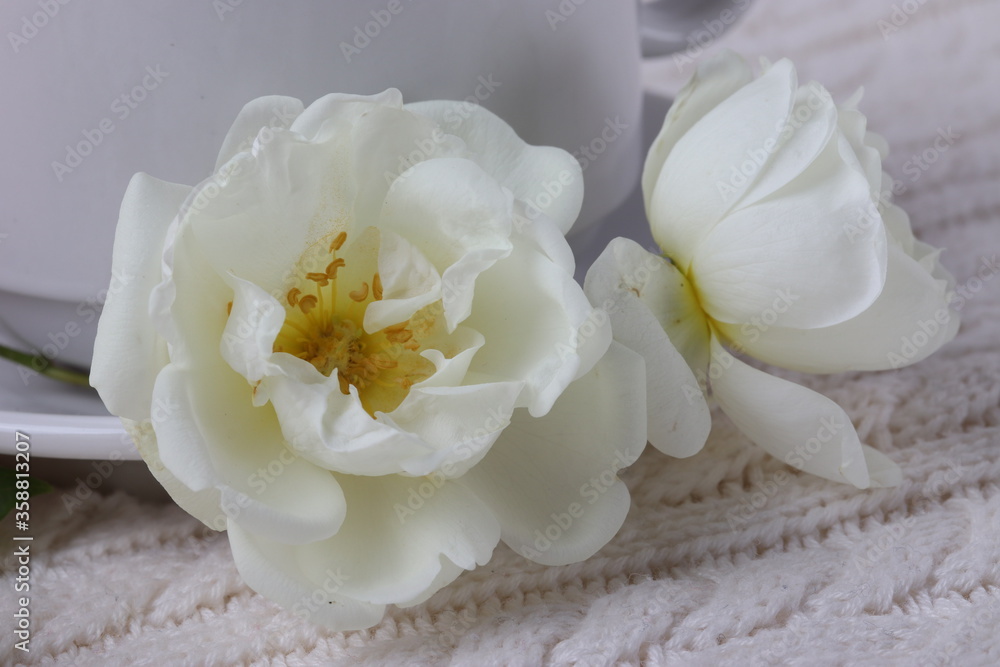 white romantic natural flowers close up shot white romantic natural flowers close up shot