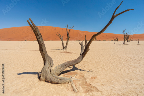 dead trees in desert
