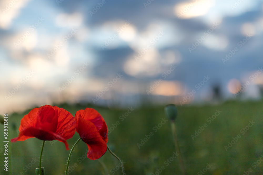 Naklejka premium Mohnblumen in einer Blumenwiese