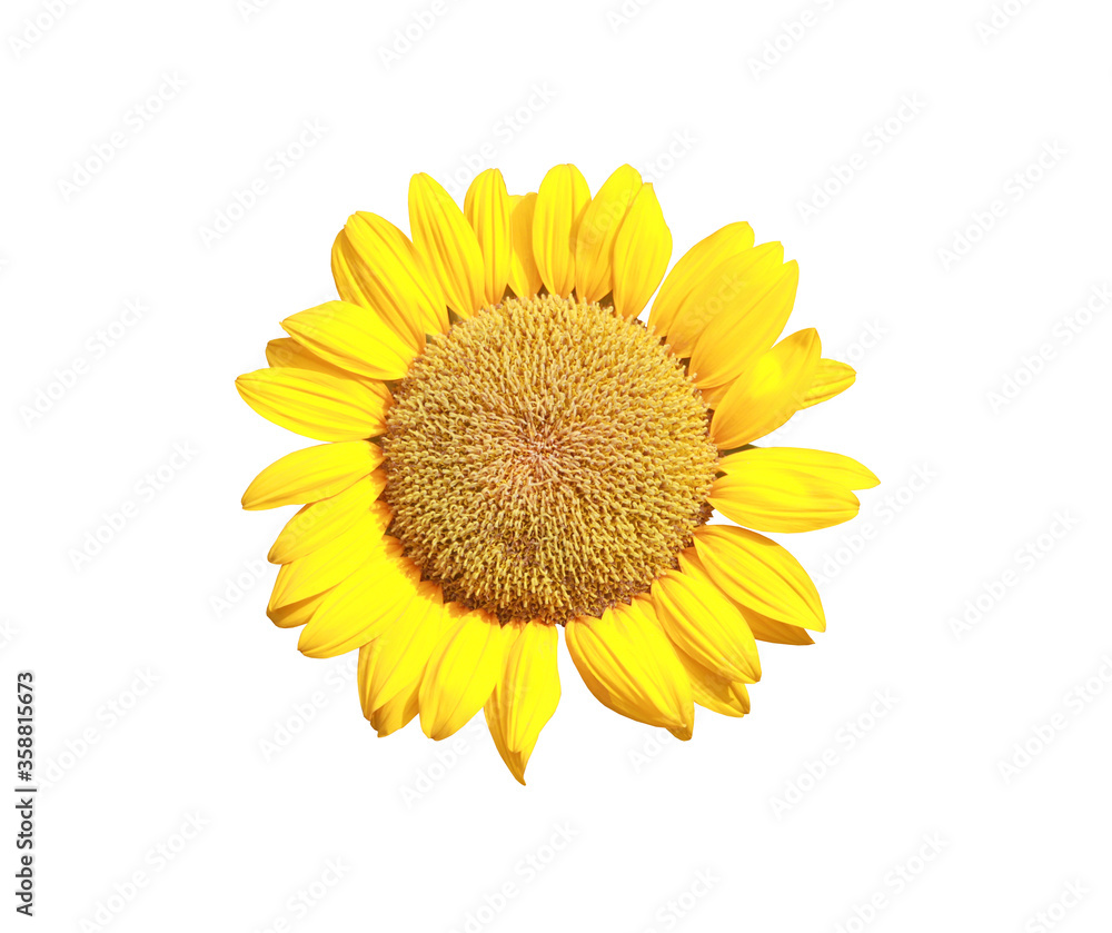 Fototapeta premium Bloom Sunflower isolated on white background.