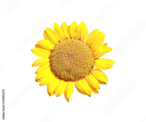 Fototapeta Naklejka Na Ścianę i Meble -  Bloom Sunflower isolated on white background.