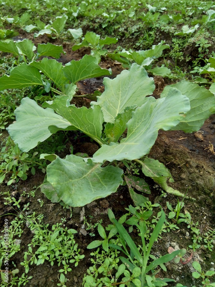 Naklejka premium Young cabbage plant on the field Cabbage is a leafy green, red (purple), or white (pale green) biennial plant grown as an annual vegetable crop for its dense-leaved heads.
