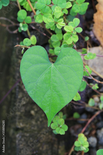 Heart shaped leaves on tree in the garden.