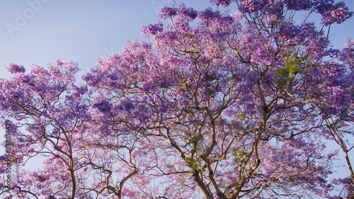 Panning wide shot of a Jacaranda tree in bloom