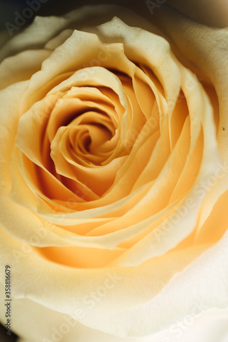 layers of rose petals 