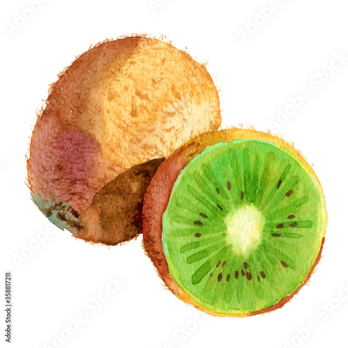 Watercolour vector kiwi fruit illustration. Hand drawn kiwi slice. Fresh ripe kiwi fruit. Bright and fresh illustration. Vectorised Watercolor botanical painting. Summer fruit watercolor illustration.
