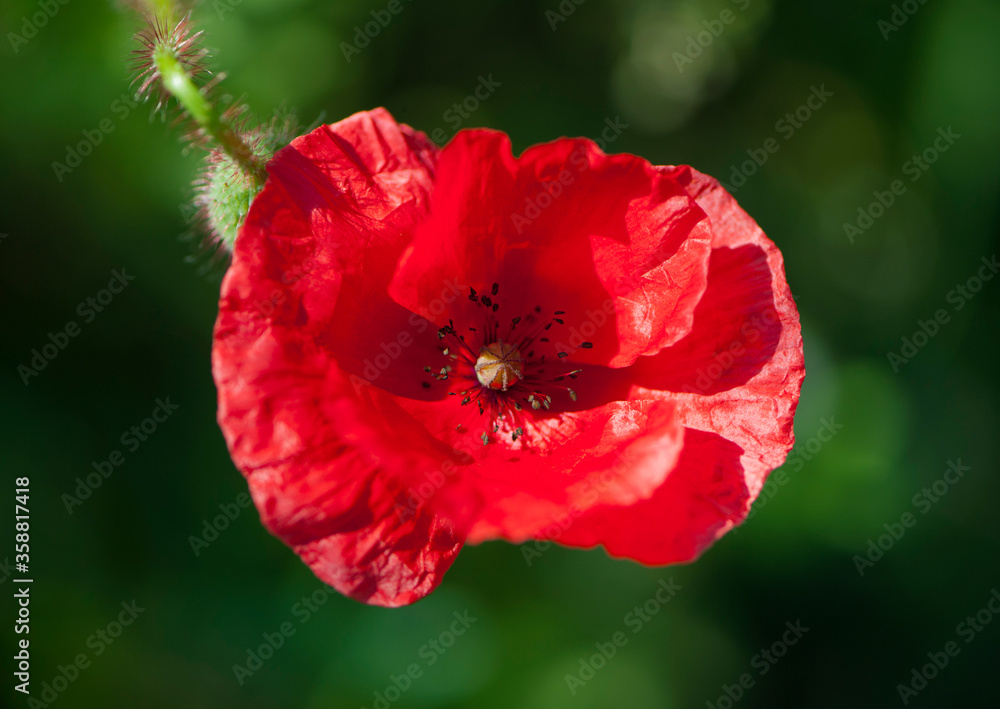 red poppy on a green background