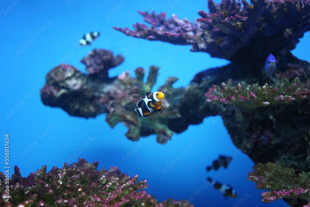 Obraz premium Clownfish and coral reefs in the sea.