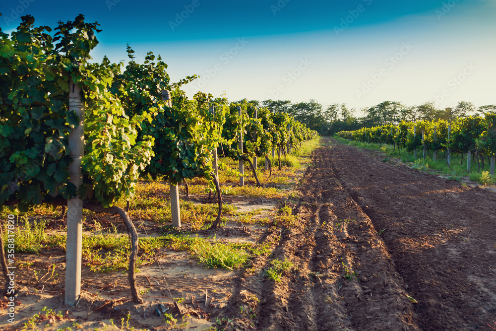 Naklejka premium Summer vineyard at sunset