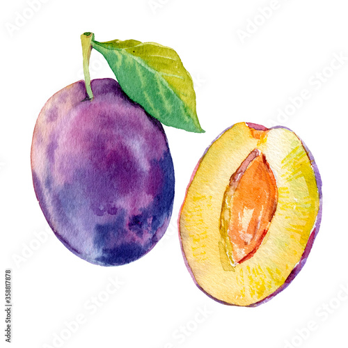 Vectorised watercolour ripe plum fruit illustration. Hand drawn plum. Fresh juicy fruit. Bright and fresh illustration. Watercolor floral botanical painting.