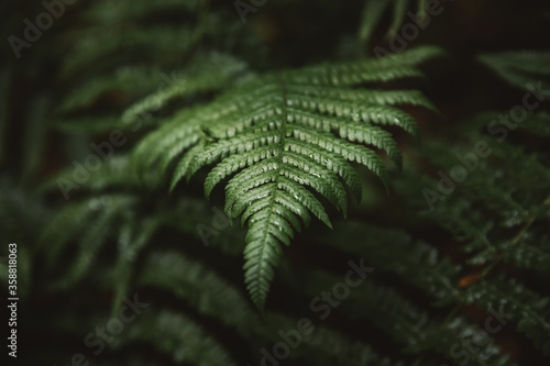 Close-Up View Of perfect gr...