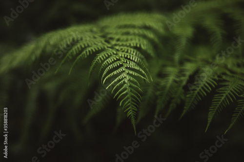 Perfect natural fern patter...