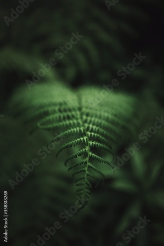 Close up of natural green f...