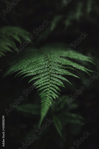 Close up of natural green f...
