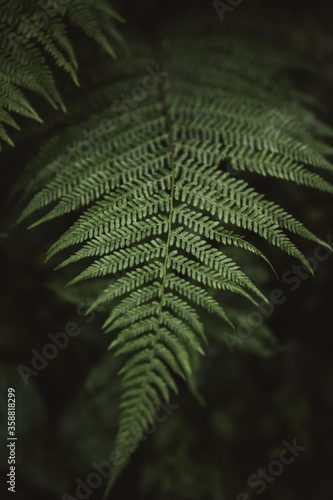 Beautiful fern leaves green...