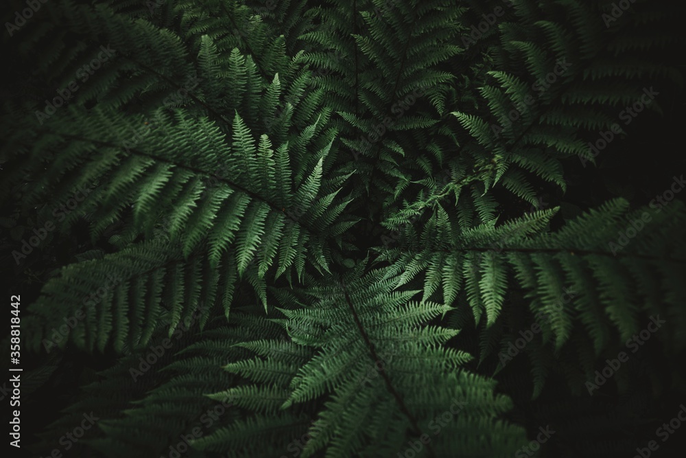 Beautyful ferns leaves green foliage natural floral fern background in sunlight glare of light on the leaves - obrazy, fototapety, plakaty 