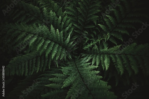 Beautyful ferns leaves green foliage natural floral fern background in sunlight glare of light on the leaves