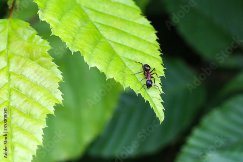 Black ant runs on a green leaf photo