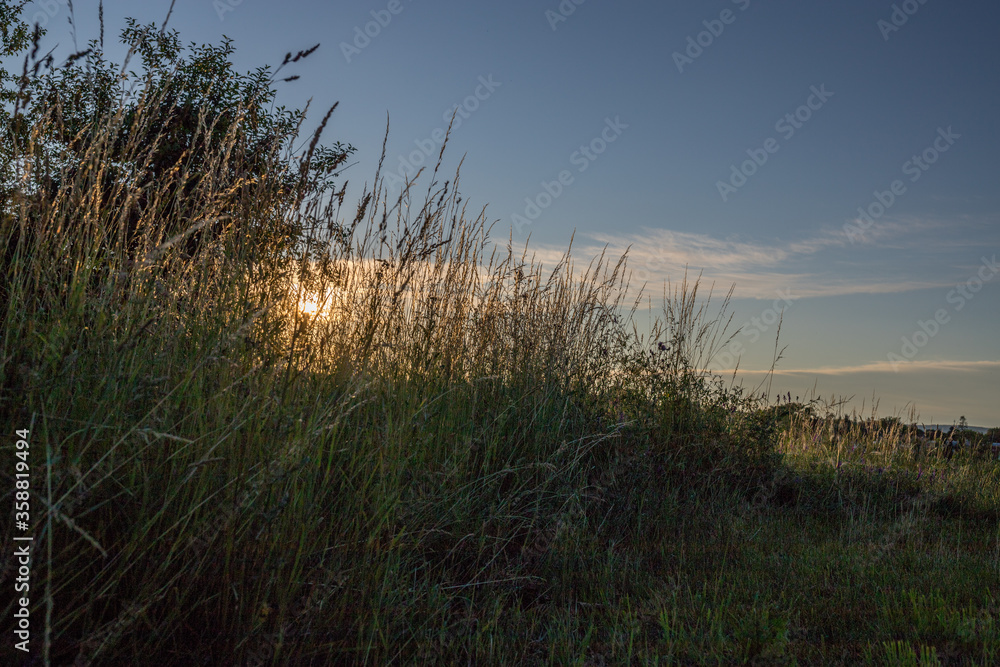 Fototapeta premium Gräser im Sommer