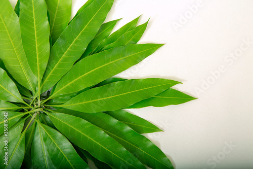 Circle of green mango leafs isolated on white background. Space for text photo