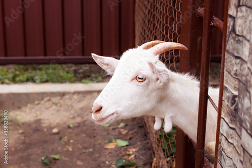 White goat with horns on a farm 