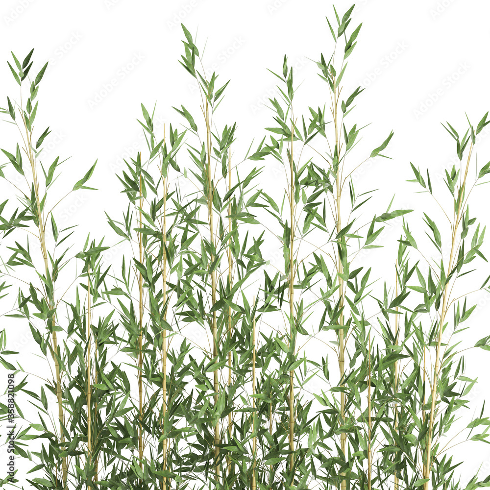 bamboo in a white pot isolated on white background bamboo in a white pot isolated on white background