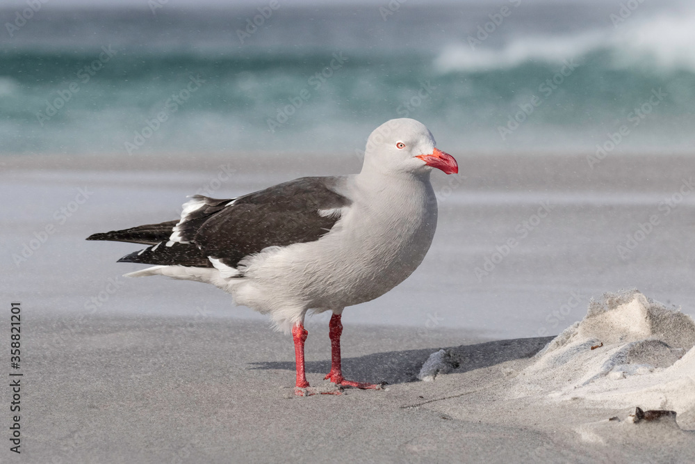 Dolphin Gull n a wind swept beach Dolphin Gull n a wind swept beach