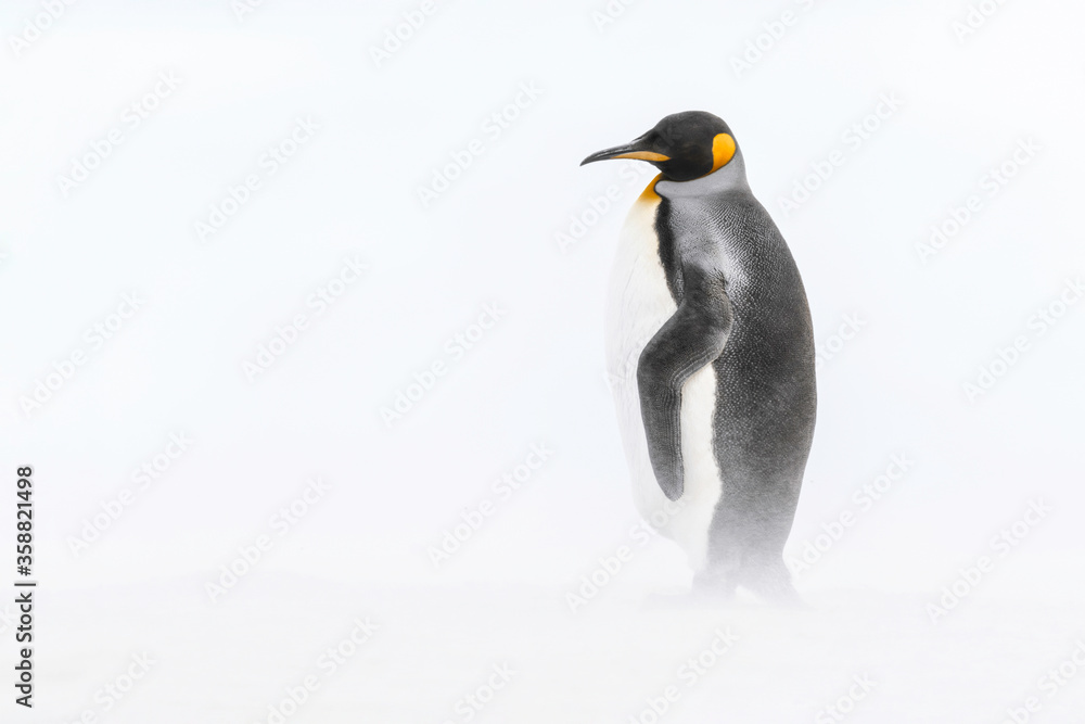 Fototapeta premium King Penguin