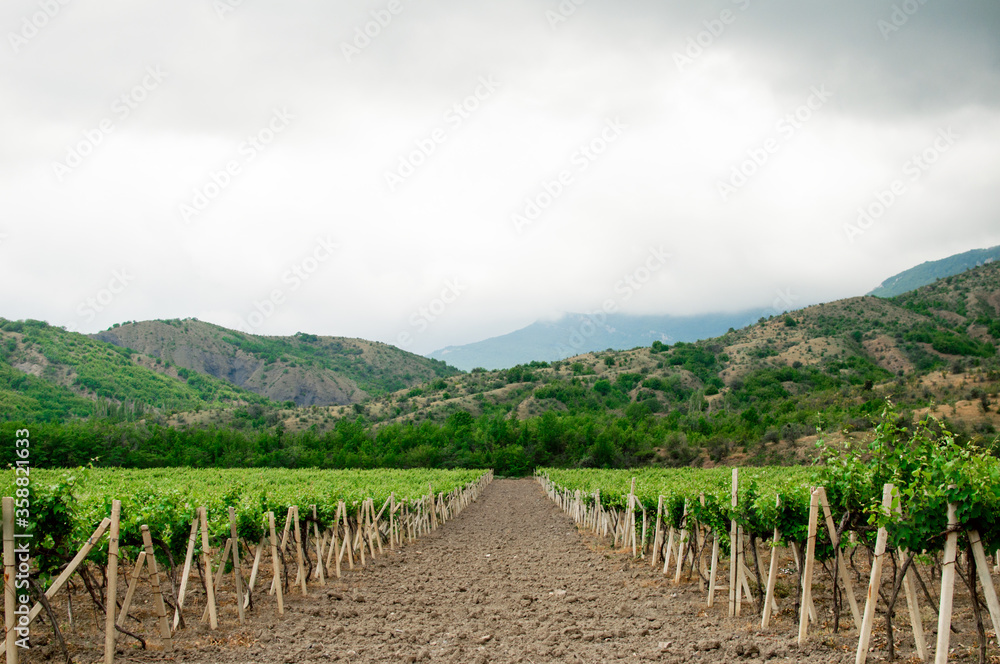 Beautiful view of the vineyard, mountains, forest and sky. Winemaking, agriculture, green growing grapes.