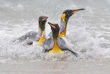 King Penguins coming ashore
