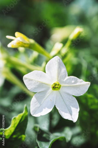 White flowers of Nicotiana alata in the garden. Nicotiana alata is a species of tobacco. Jasmine tobacco, sweet tobacco. photo