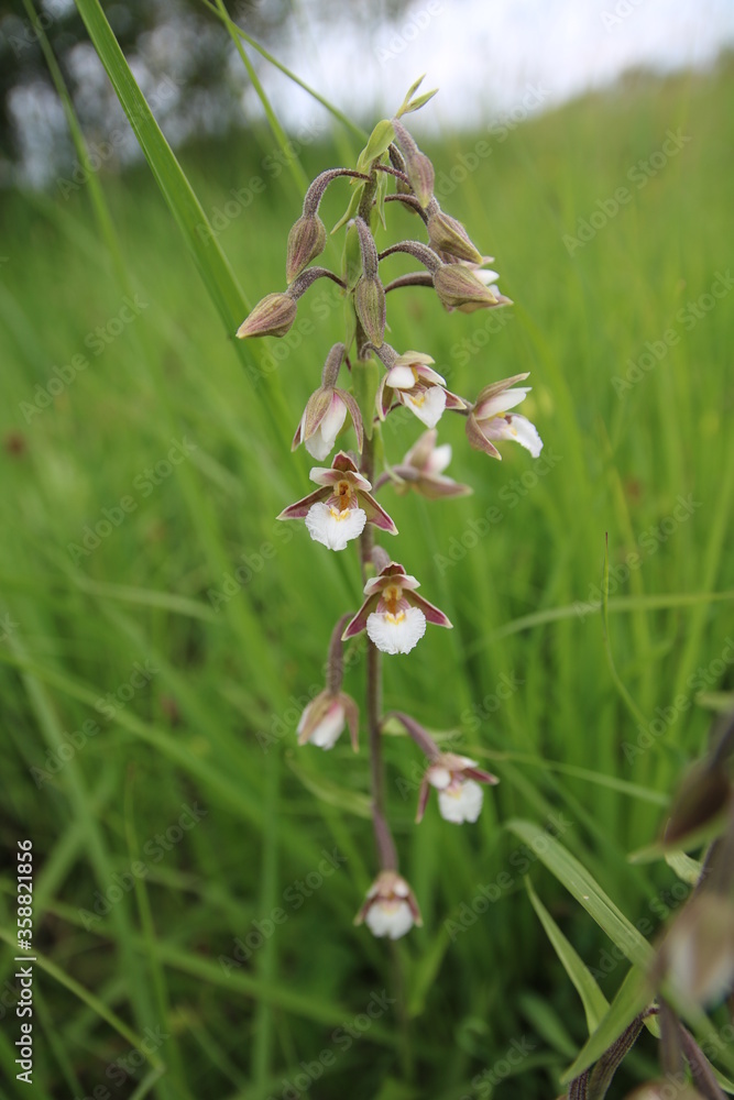 Sumpf-Stendelwurz, Orchideenweg, wilde Orchidee Sumpf-Stendelwurz, Orchideenweg, wilde Orchidee