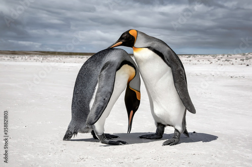 King Penguin courtship display